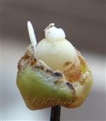  Pistil and staminode